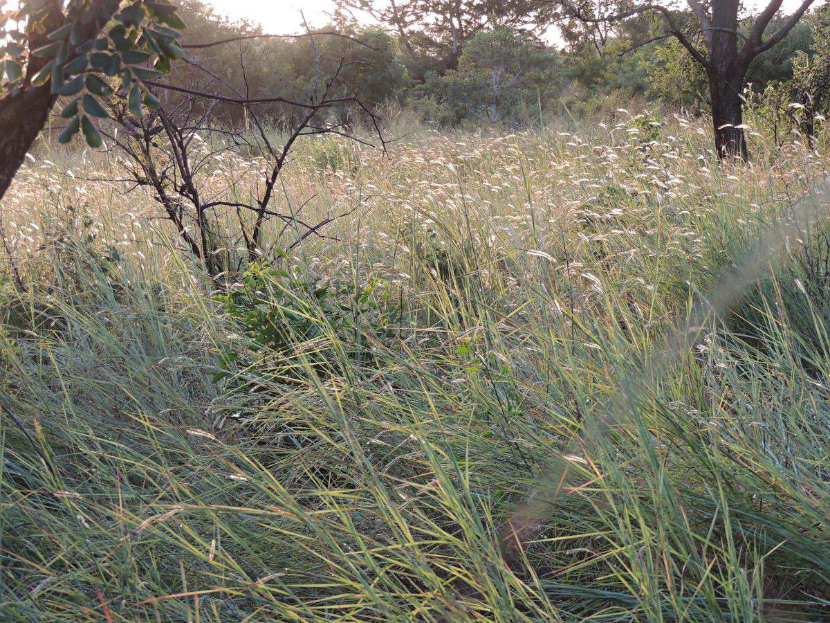 Heteropogon contortus