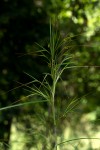 Heteropogon melanocarpus