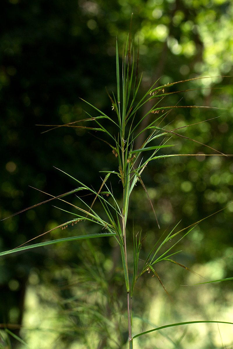 Heteropogon melanocarpus