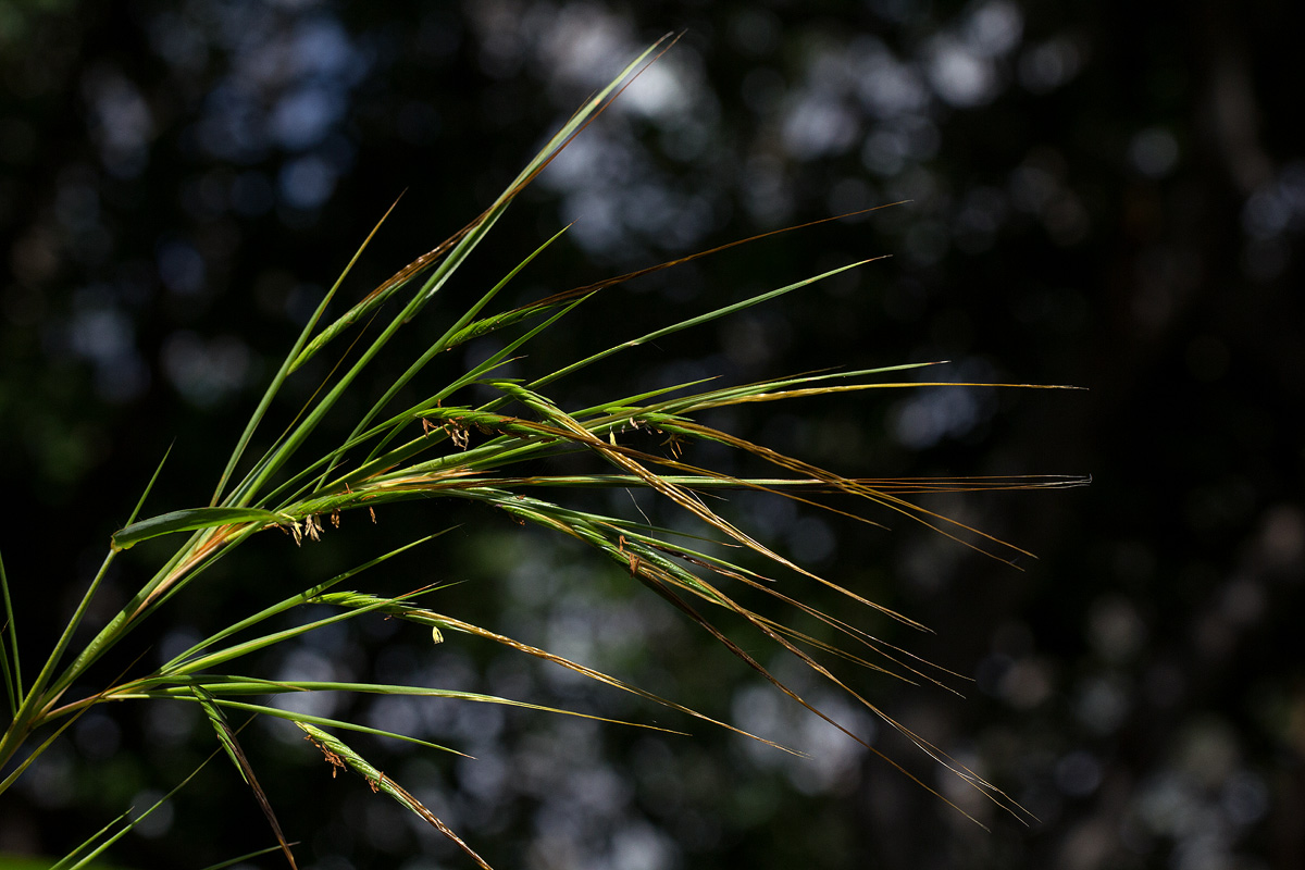 Heteropogon melanocarpus Heteropogon melanocarpus
