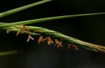 Heteropogon melanocarpus