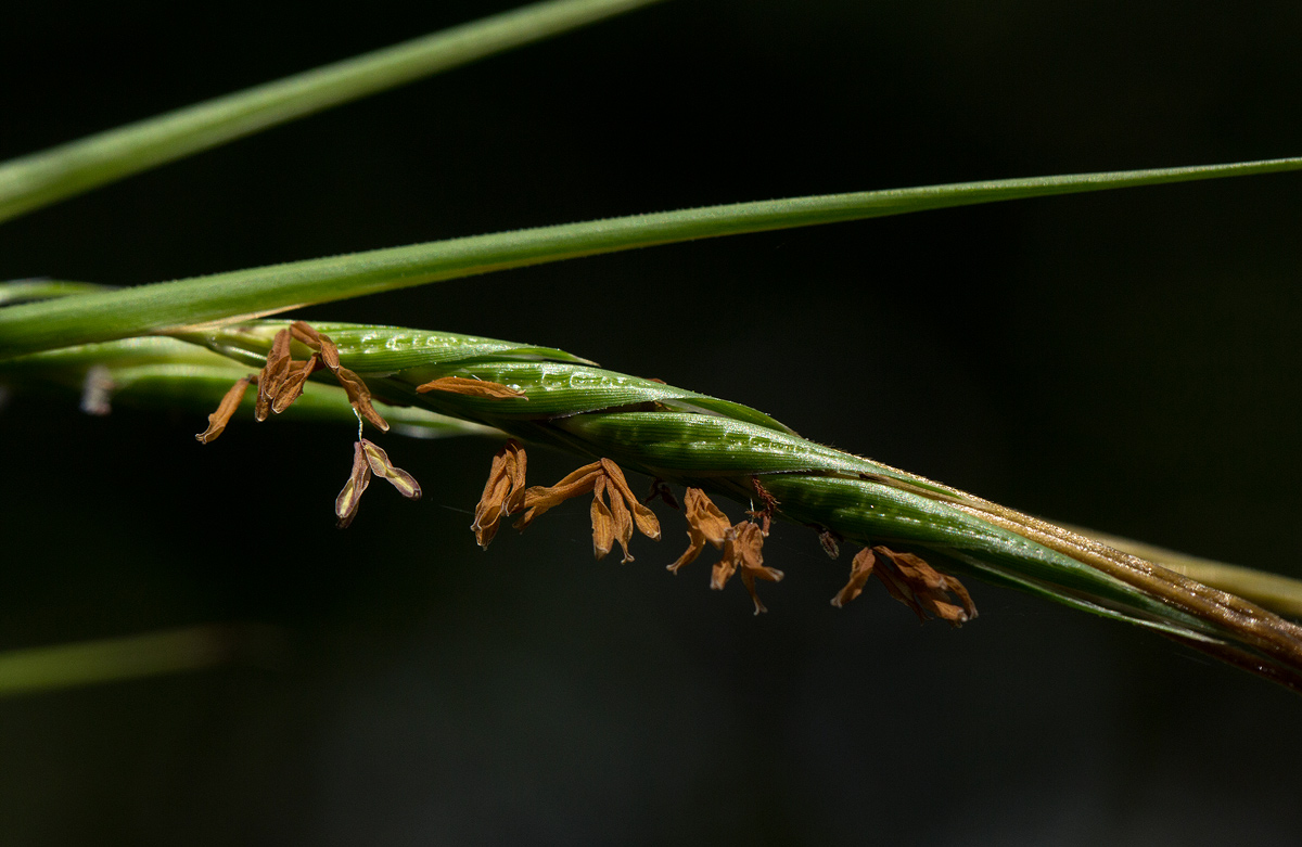 Heteropogon melanocarpus Heteropogon melanocarpus