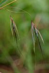 Themeda triandra