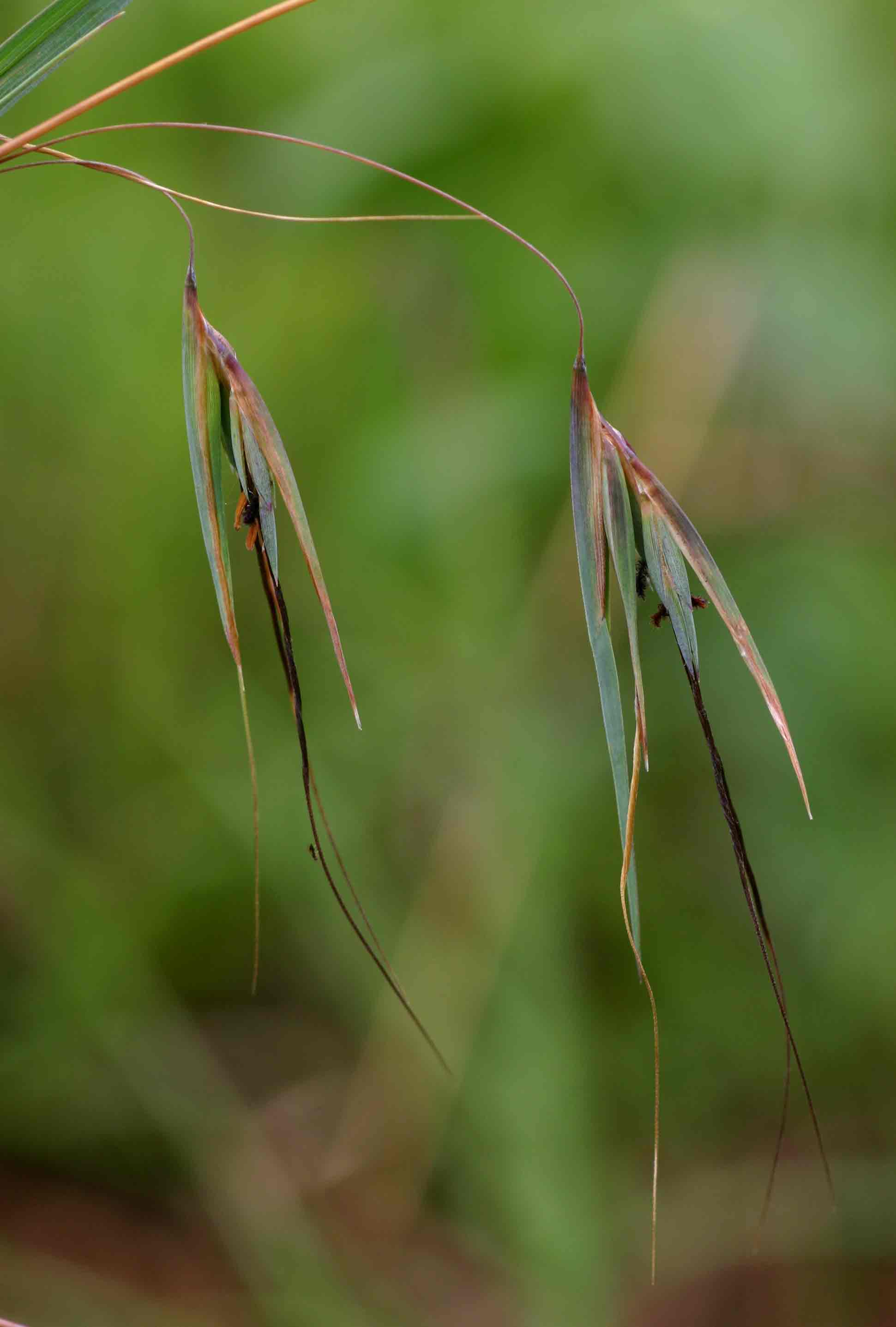 Themeda triandra Themeda triandra