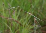 Themeda triandra