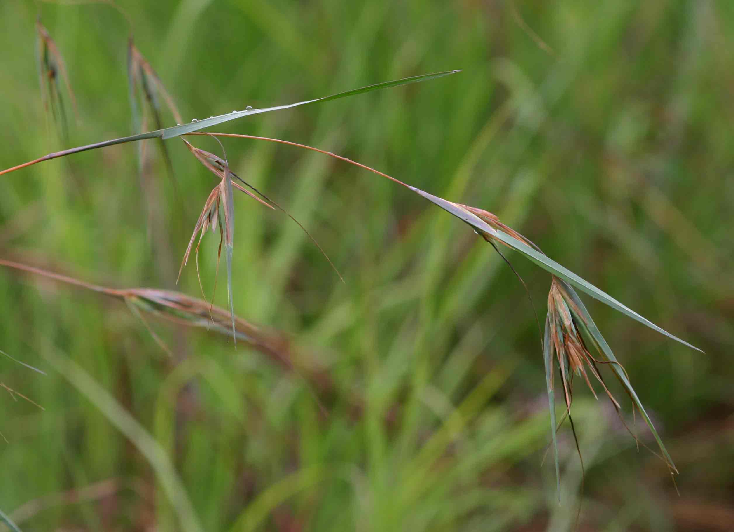 Themeda triandra