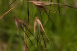 Themeda triandra