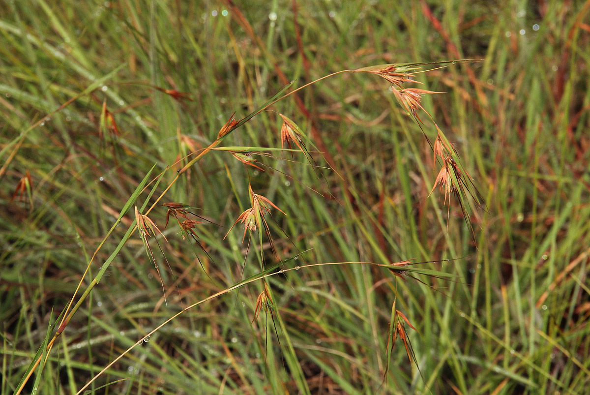 Themeda triandra Themeda triandra