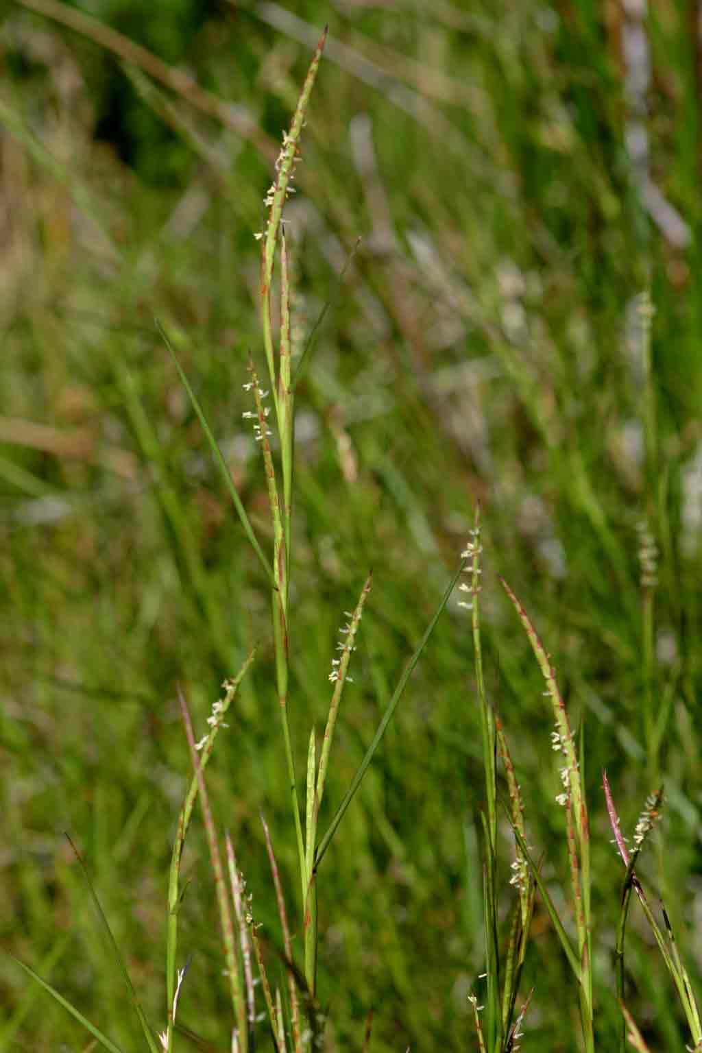 Hemarthria altissima