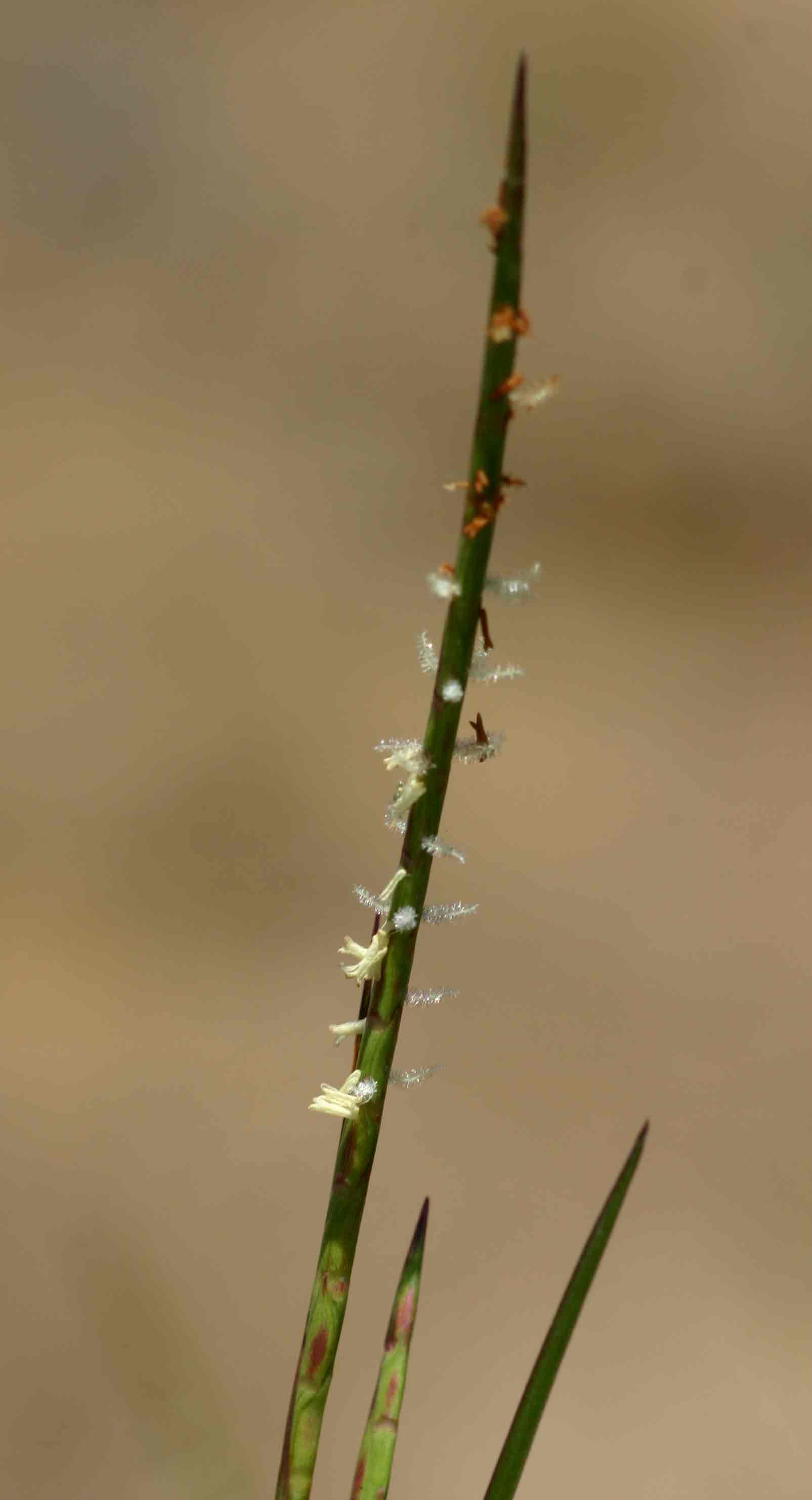 Hemarthria altissima Hemarthria altissima