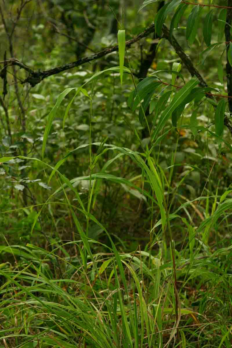 Rottboellia cochinchinensis