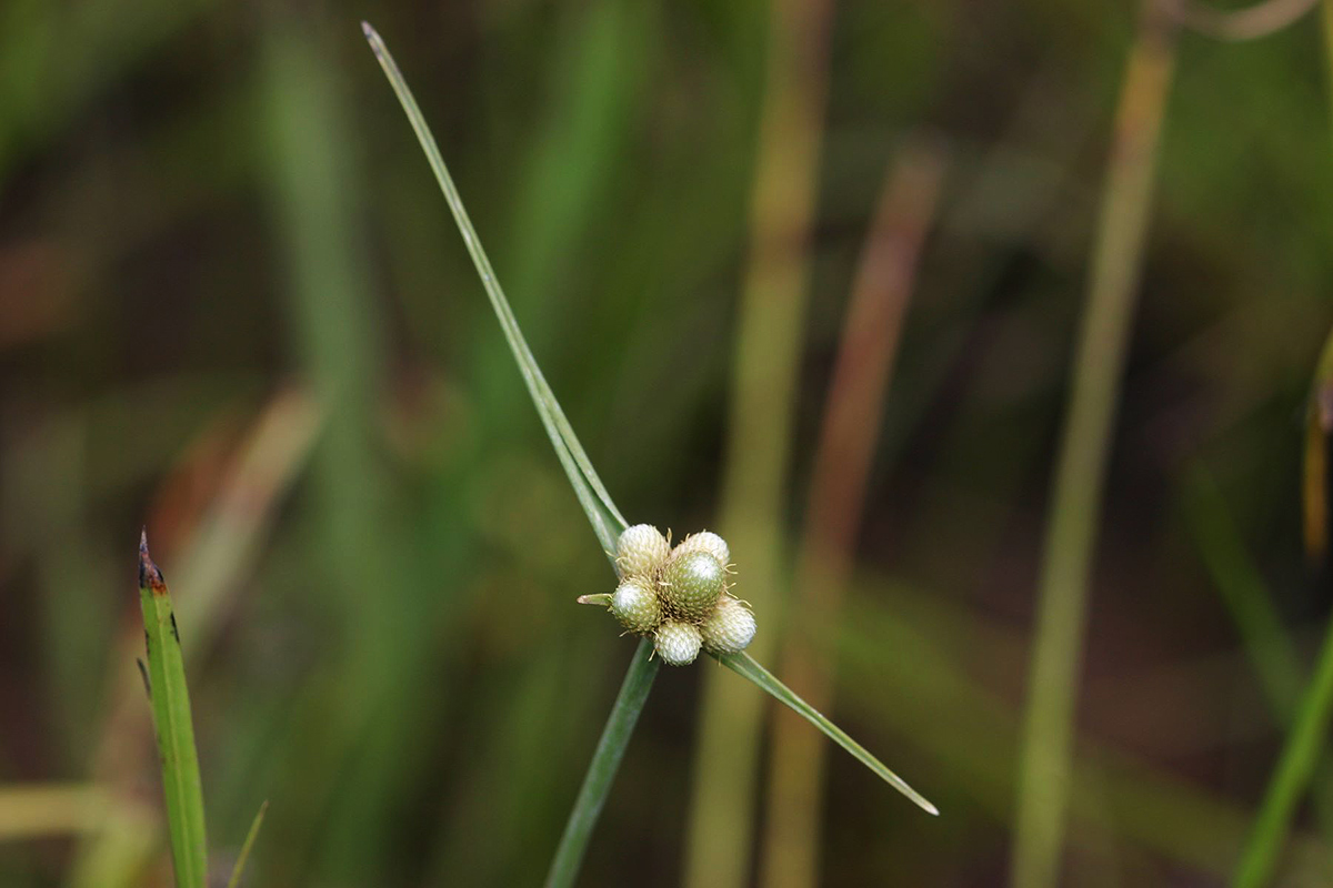 Lipocarpha chinensis Lipocarpha chinensis