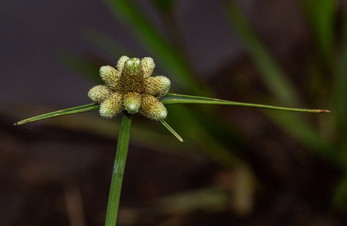 Lipocarpha chinensis Lipocarpha chinensis