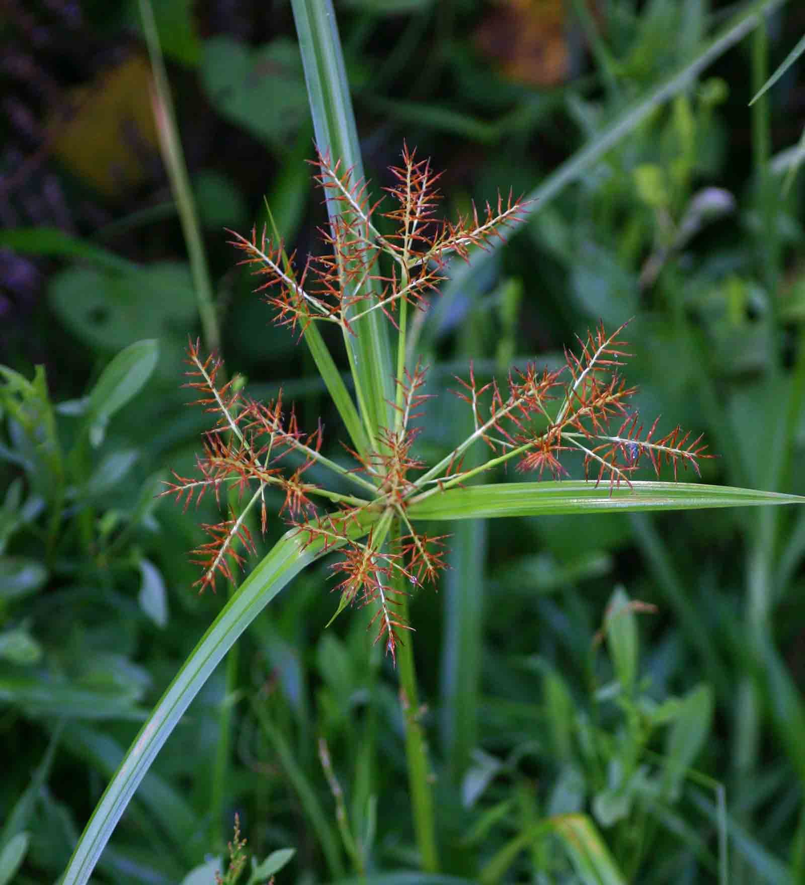 Cyperus distans