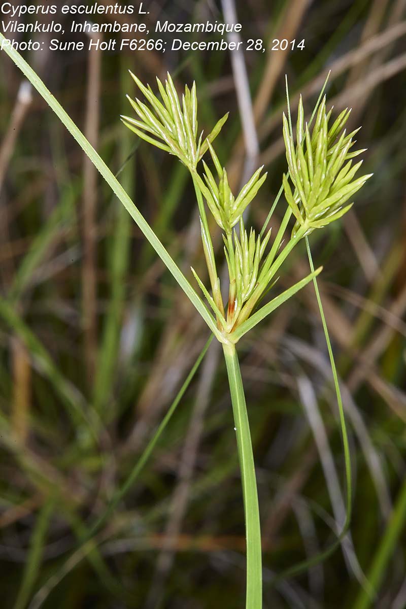 Cyperus esculentus