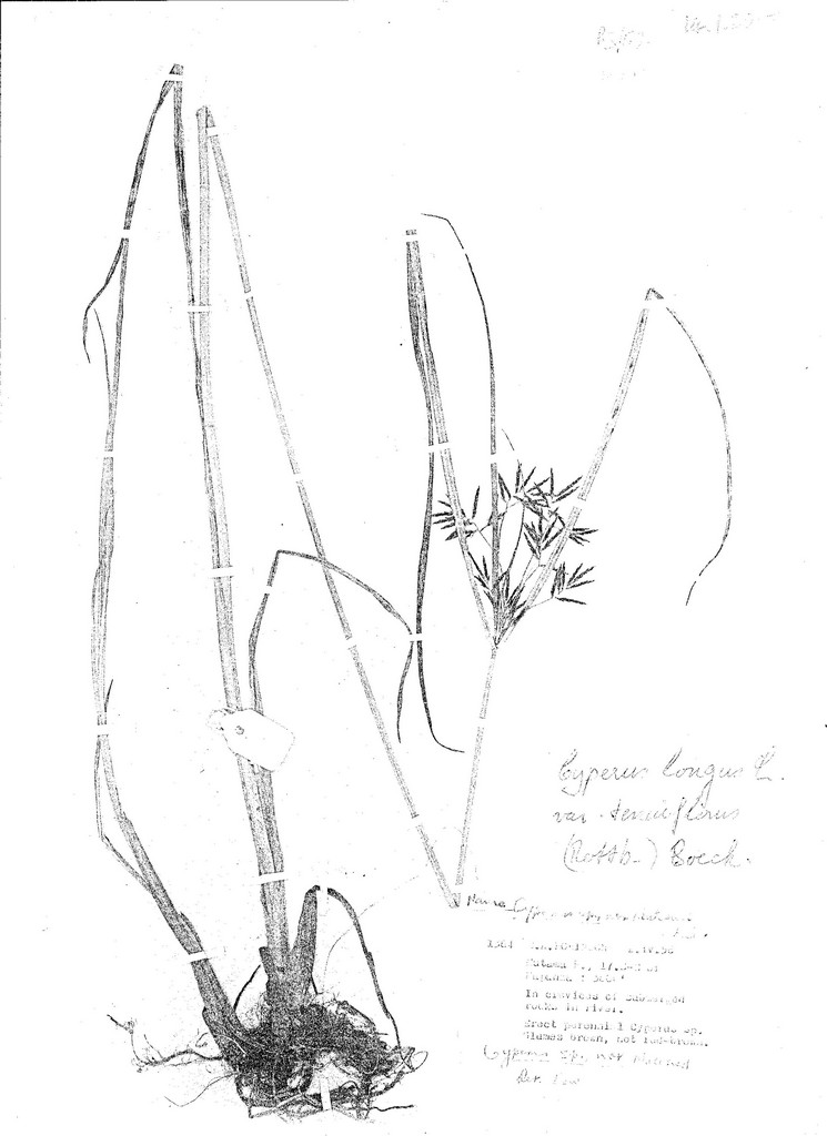 Cyperus longus var. tenuiflorus Cyperus longus var. tenuiflorus