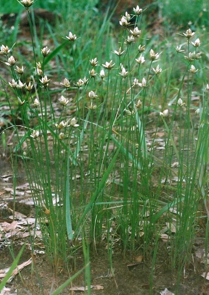 Cyperus margaritaceus