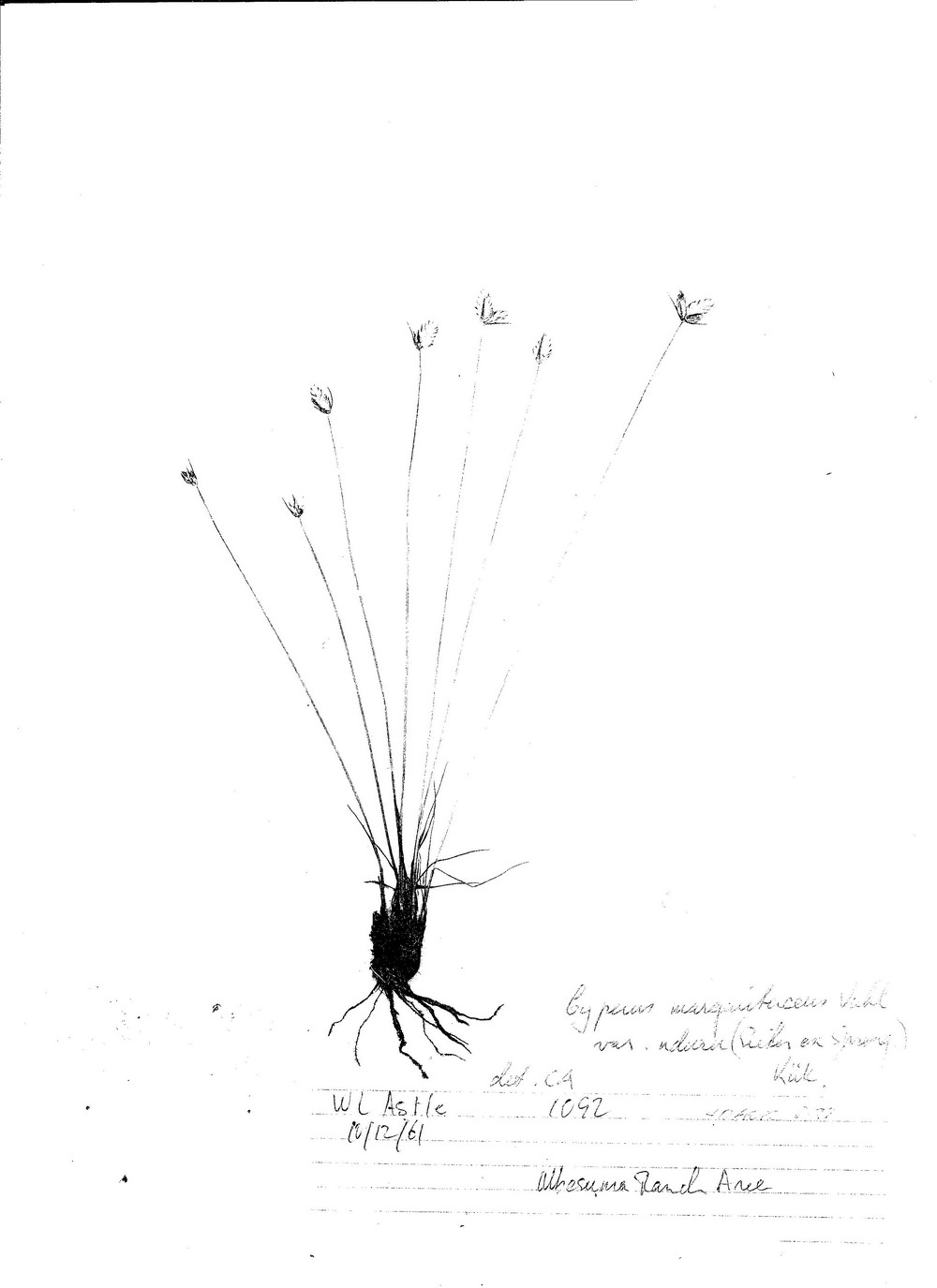 Cyperus margaritaceus