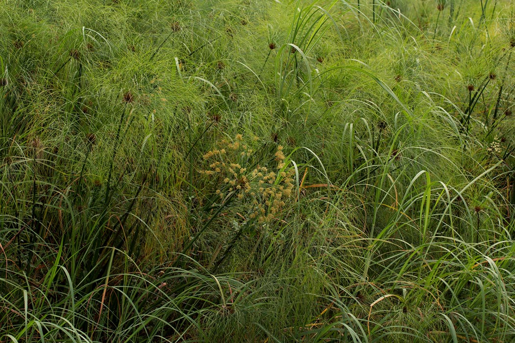 Cyperus papyrus
