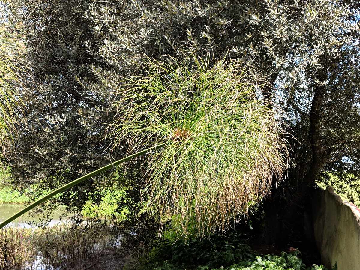 Cyperus papyrus