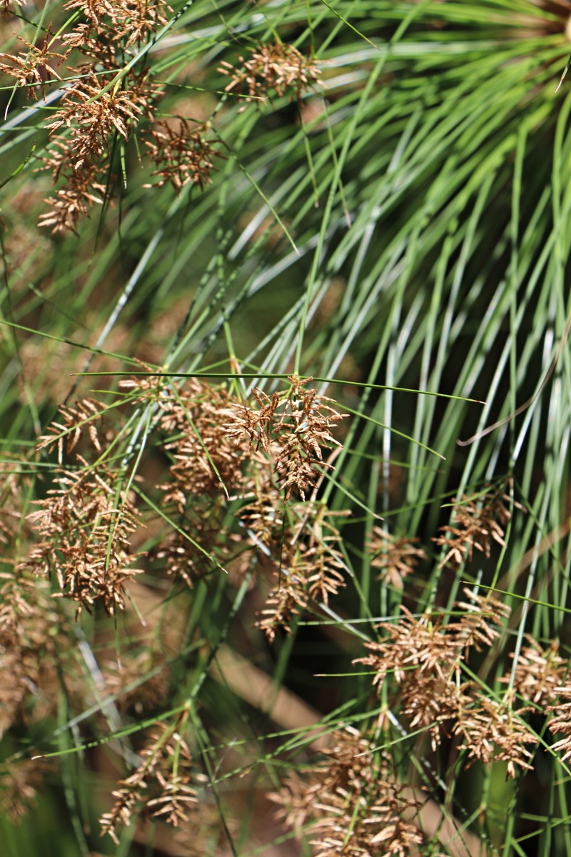 Cyperus papyrus