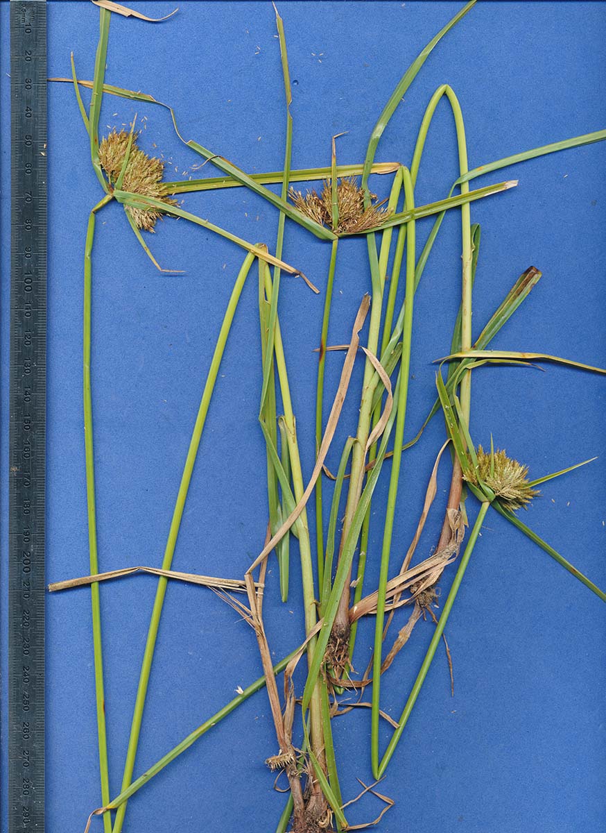 Pycreus polystachyos var. laxiflorus