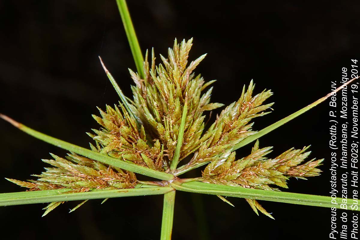 Pycreus polystachyos var. laxiflorus