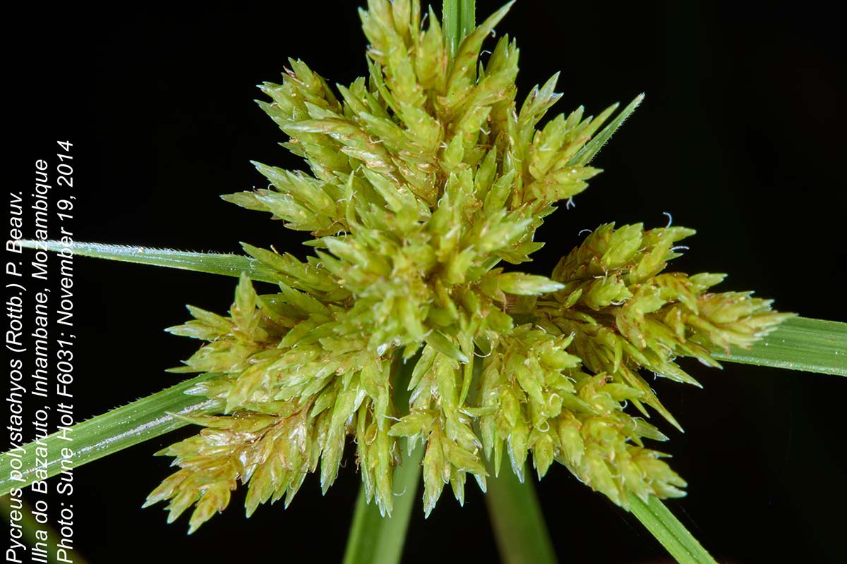 Pycreus polystachyos var. laxiflorus