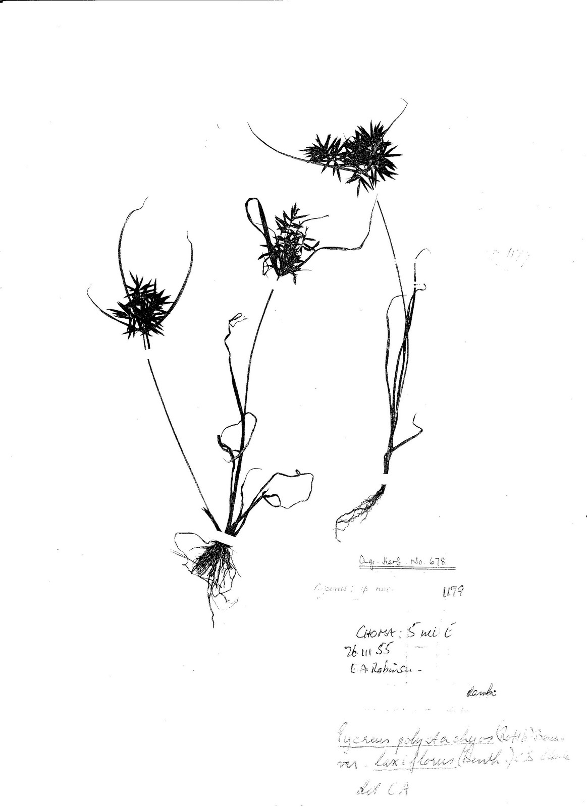 Pycreus polystachyos var. laxiflorus Pycreus polystachyos var. laxiflorus