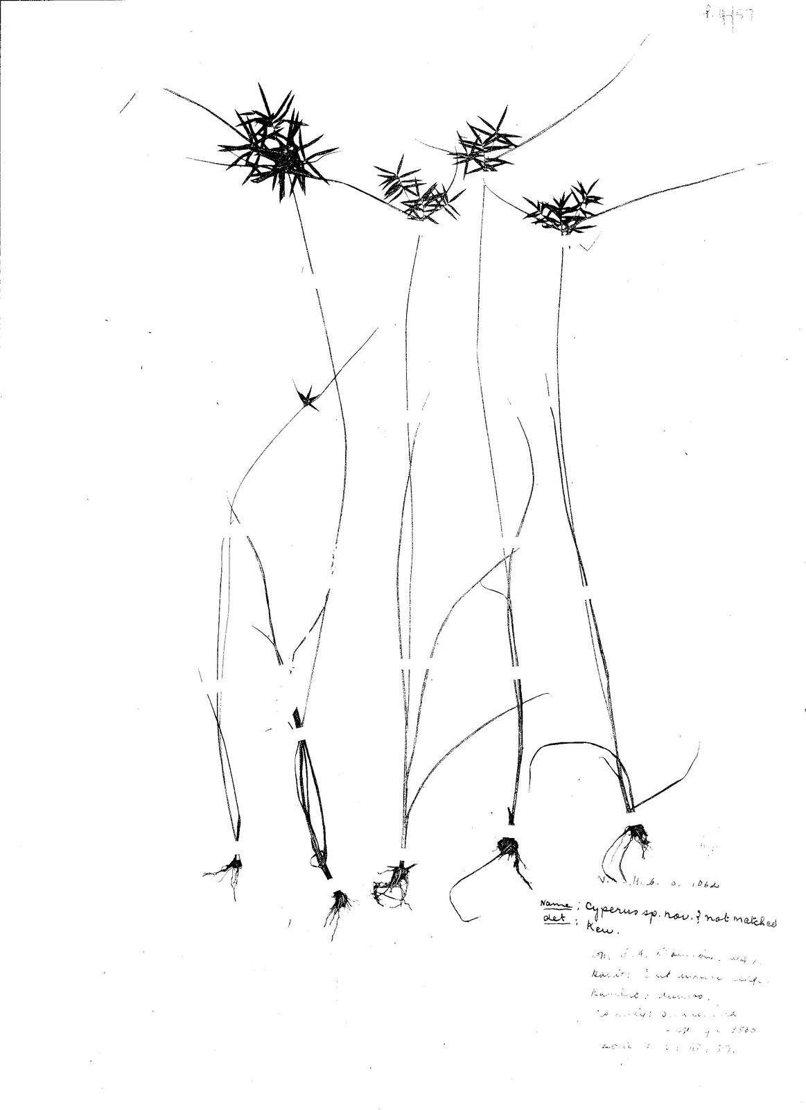 Pycreus polystachyos var. laxiflorus
