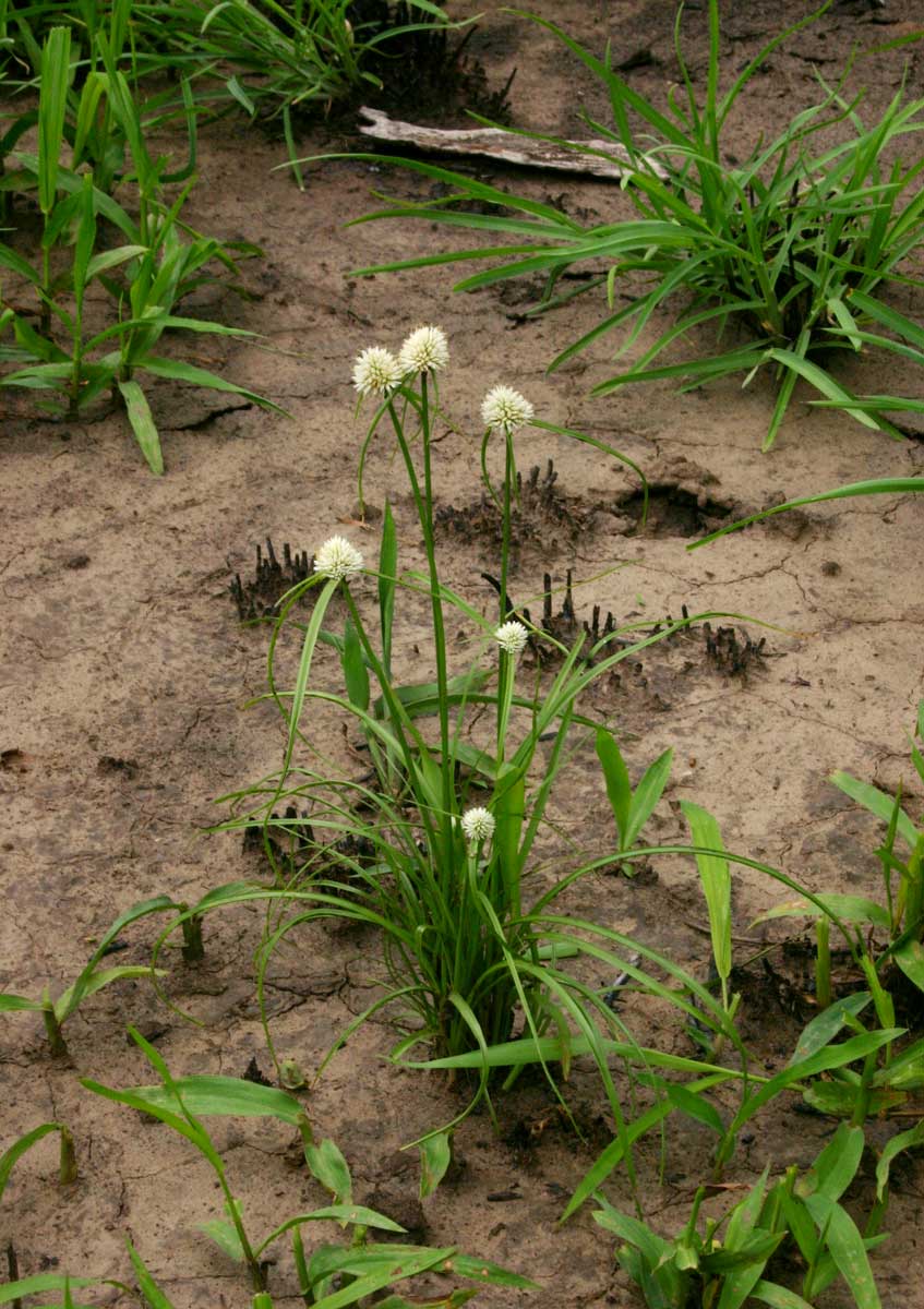 Cyperus dubius var. dubius
