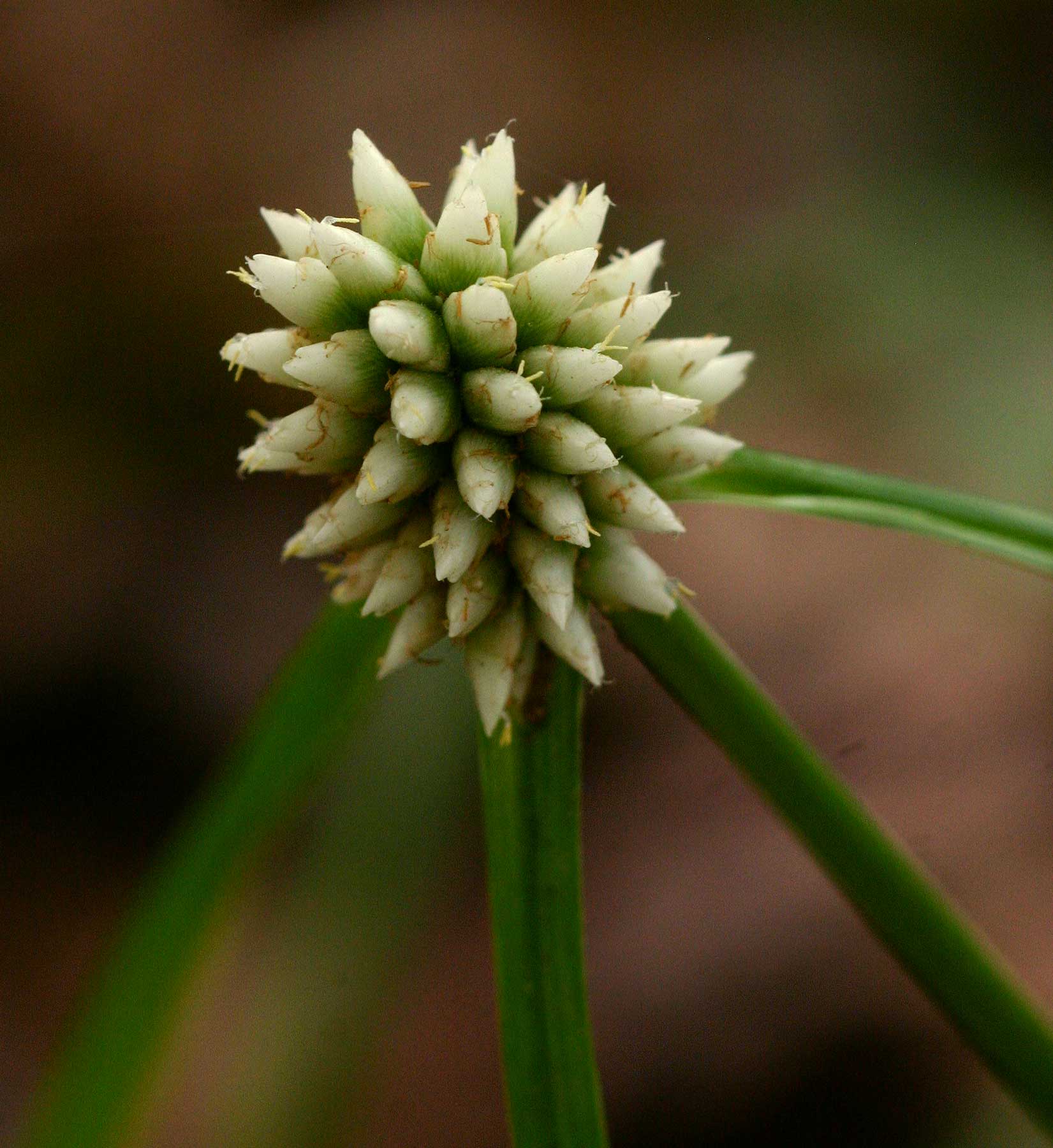 Cyperus dubius var. dubius