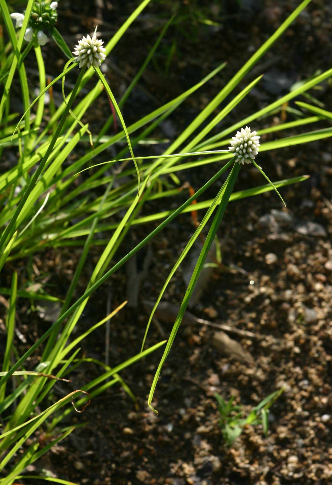 Cyperus dubius var. dubius Cyperus dubius var. dubius