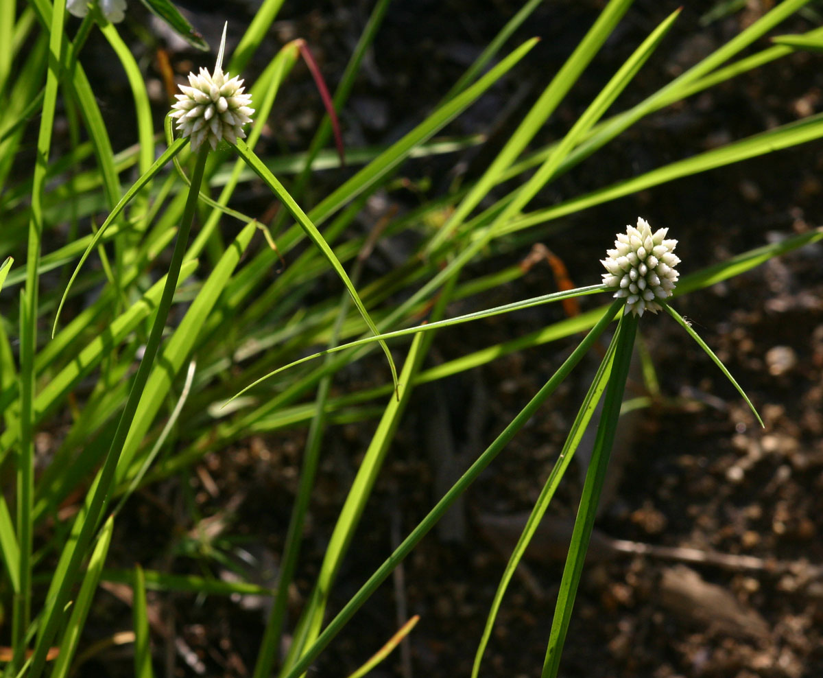 Cyperus dubius var. dubius Cyperus dubius var. dubius