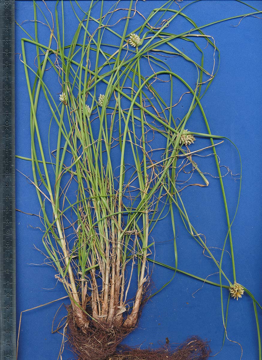 Cyperus dubius var. dubius