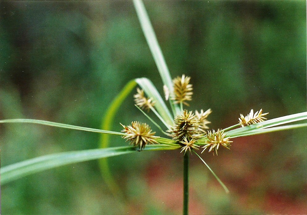 Cyperus cyperoides