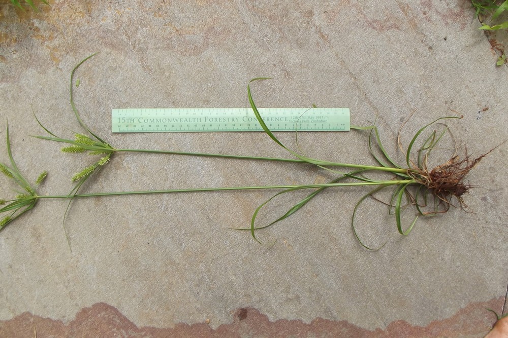 Cyperus cyperoides