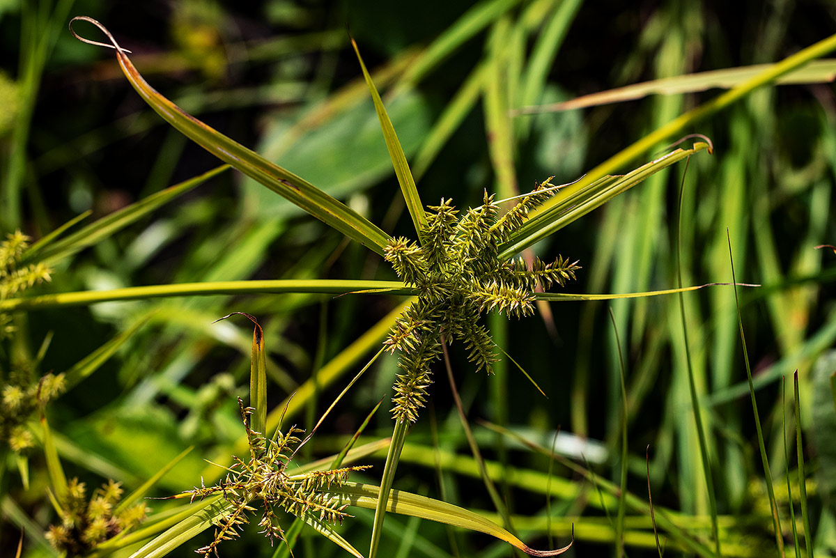 Cyperus cyperoides