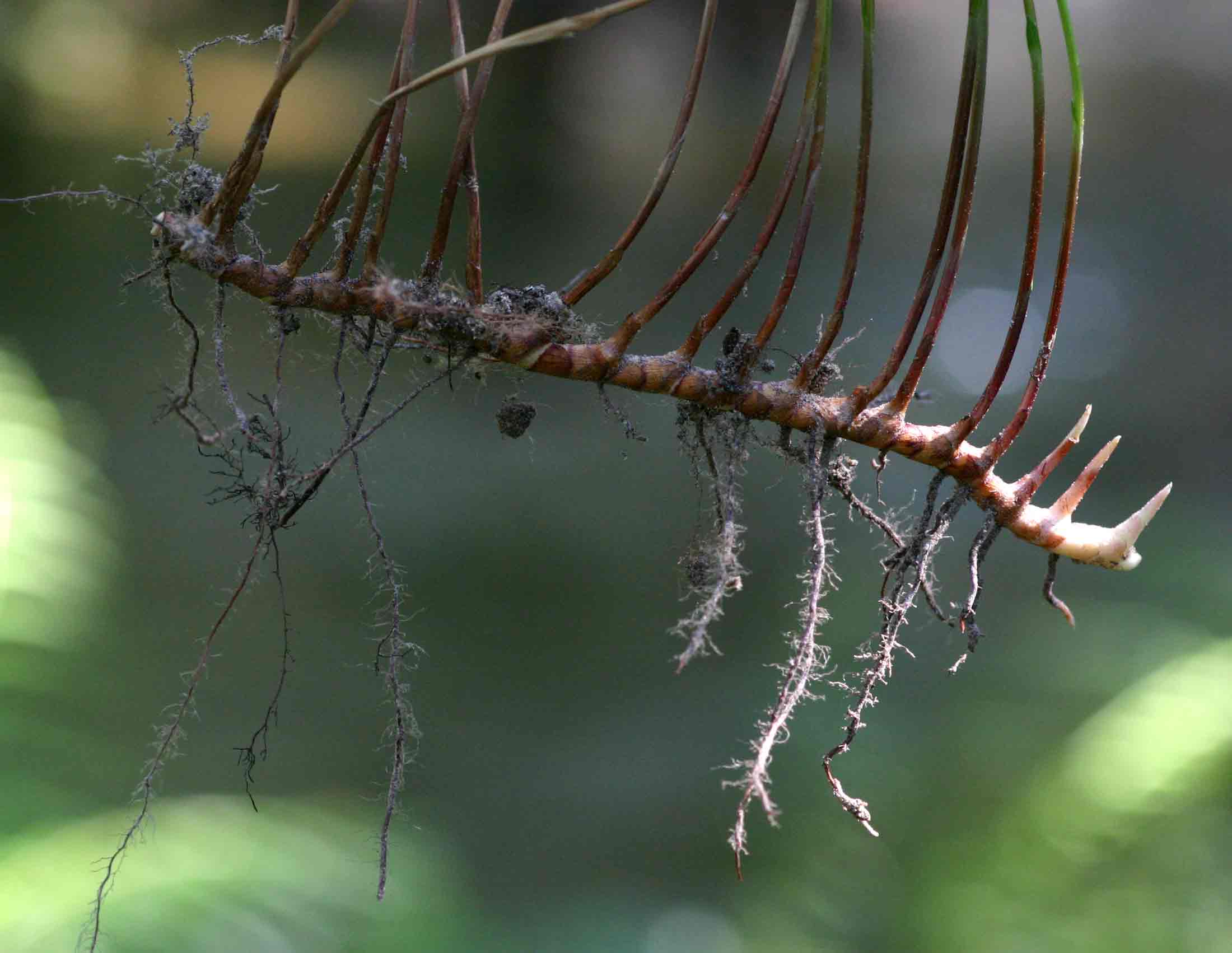 Kyllinga erecta var. erecta