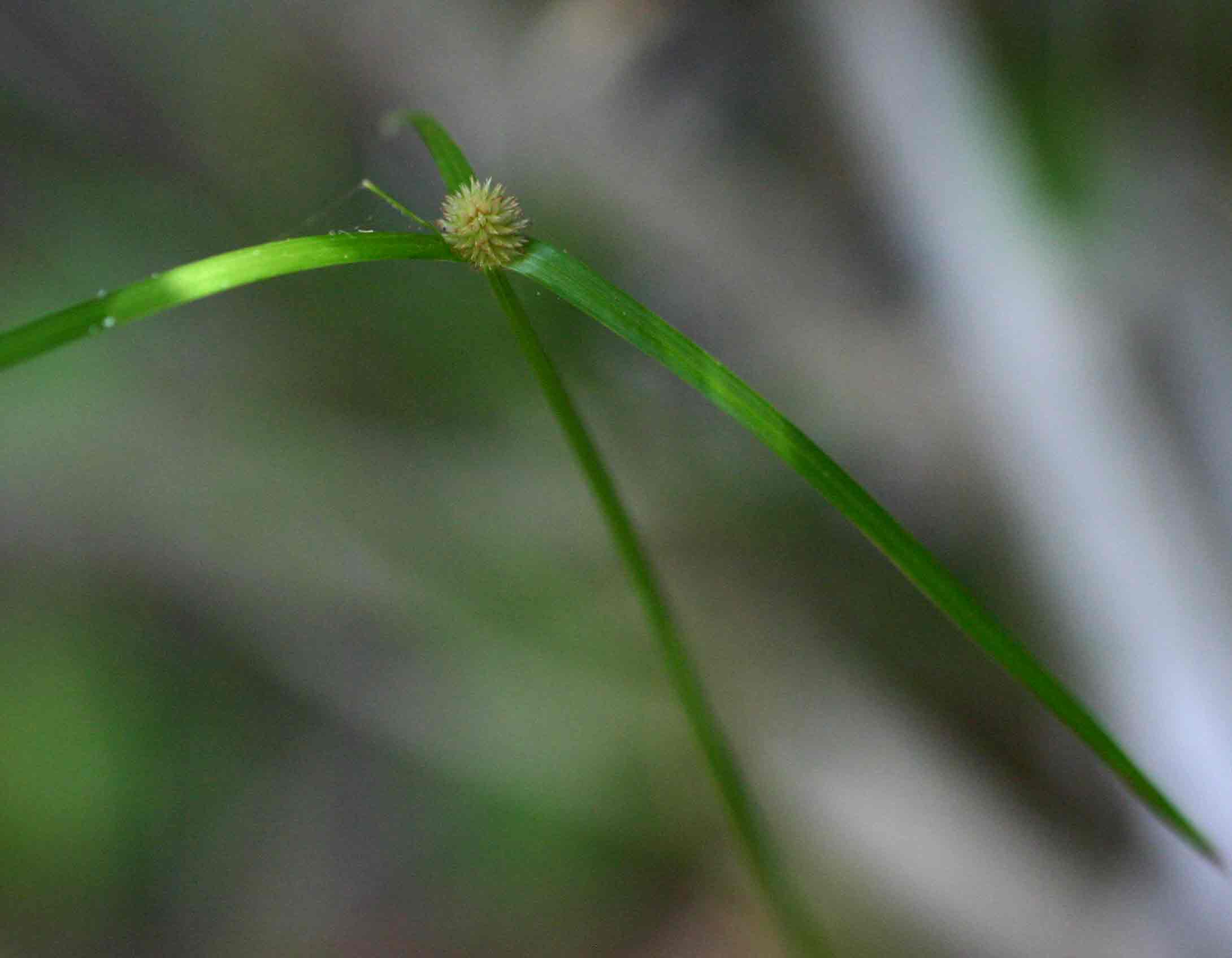 Kyllinga erecta var. erecta