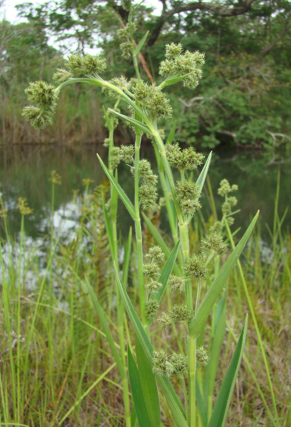 Fuirena umbellata