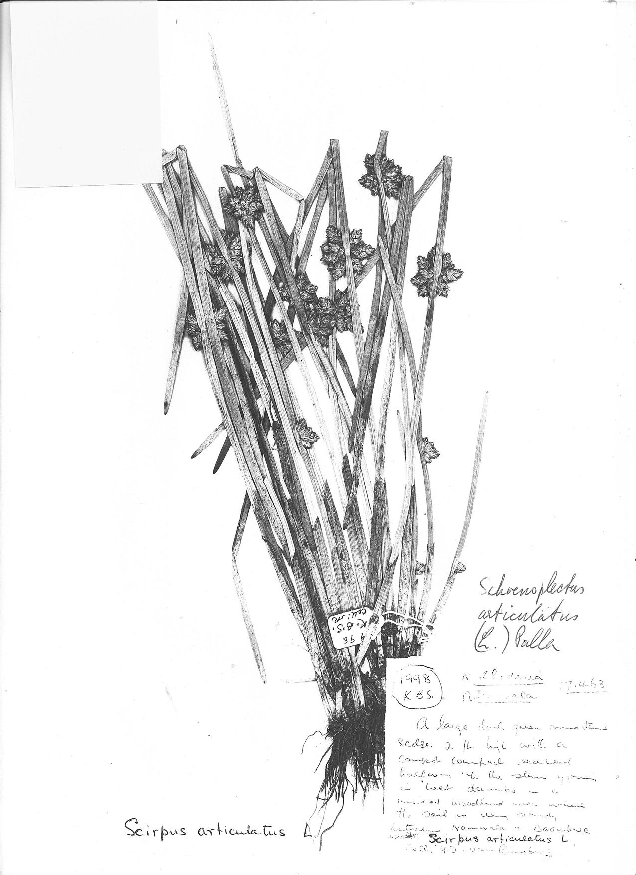 Schoenoplectiella articulata