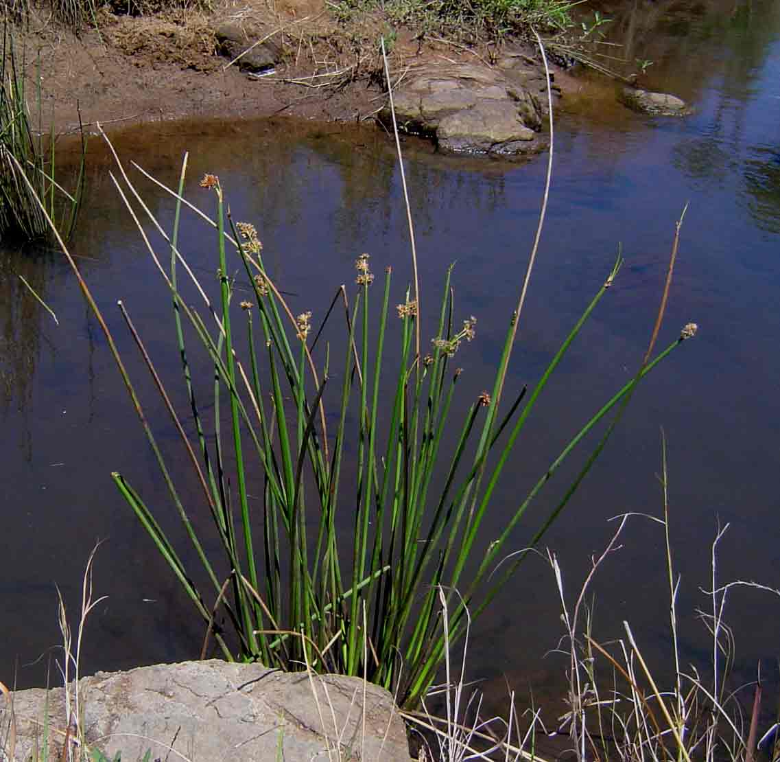 Schoenoplectus corymbosus Schoenoplectus corymbosus