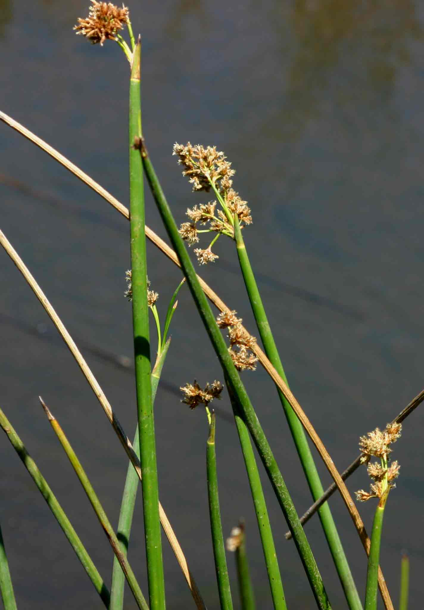 Schoenoplectus corymbosus