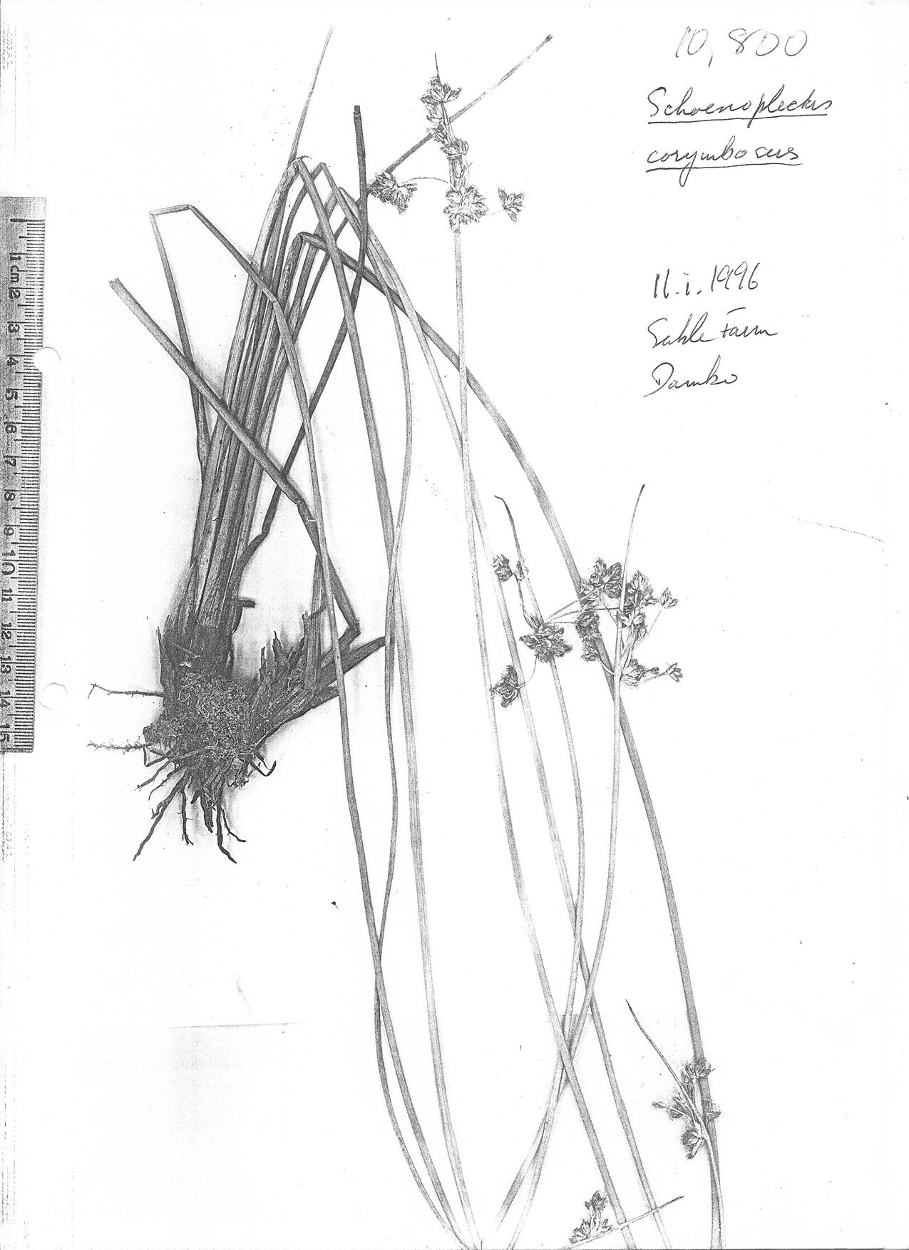 Schoenoplectus corymbosus Schoenoplectus corymbosus