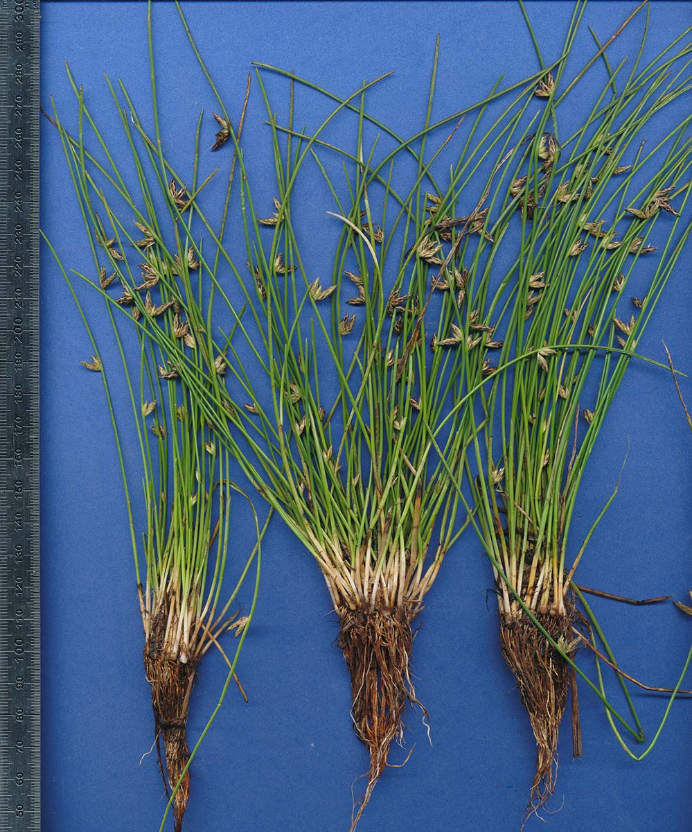 Schoenoplectiella erecta