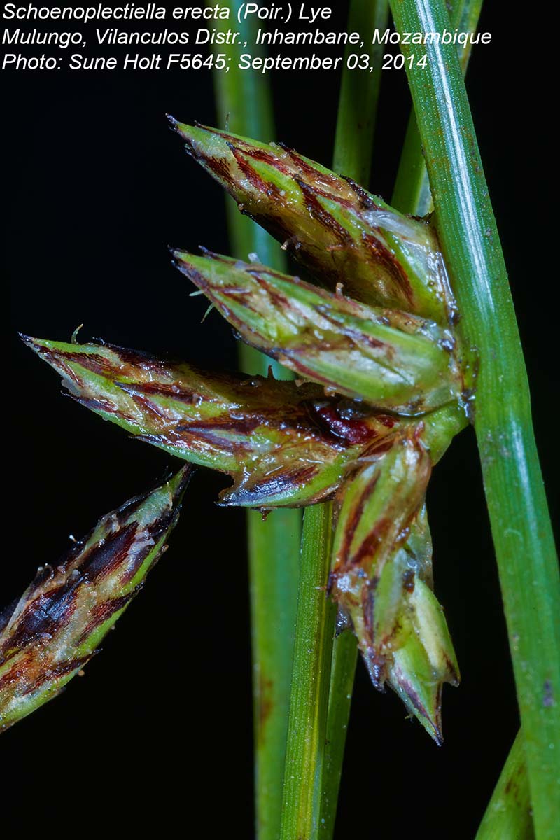 Schoenoplectiella erecta