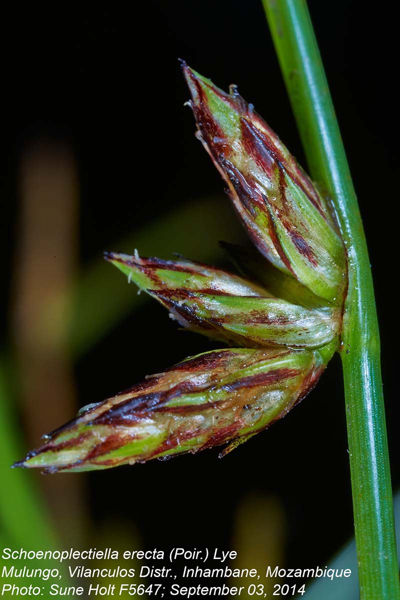 Schoenoplectiella erecta