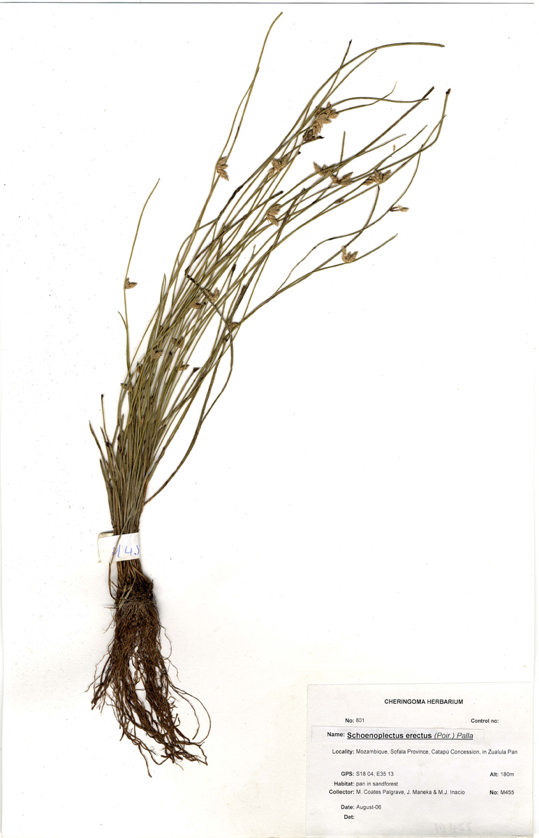 Schoenoplectiella erecta