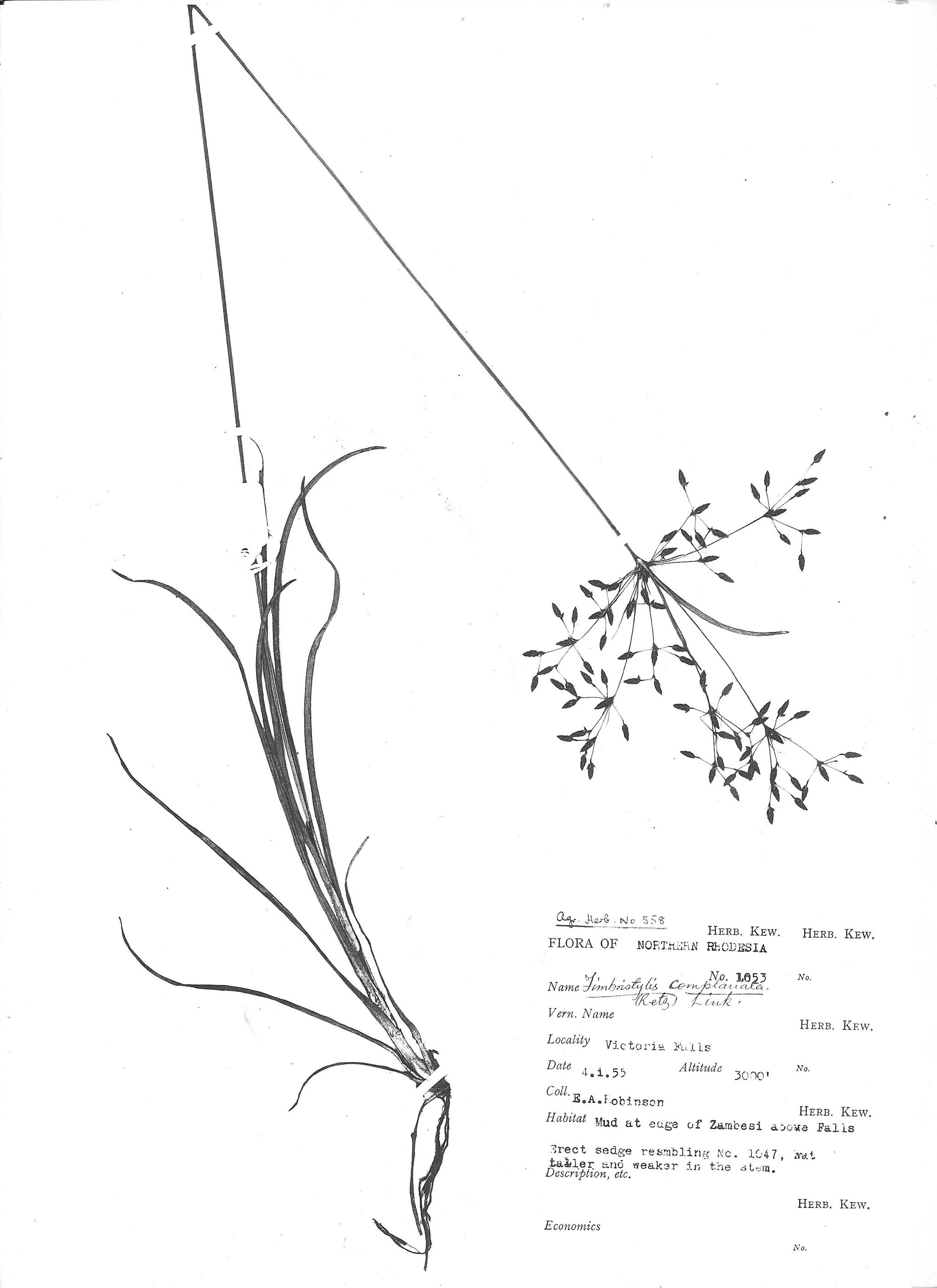 Fimbristylis complanata